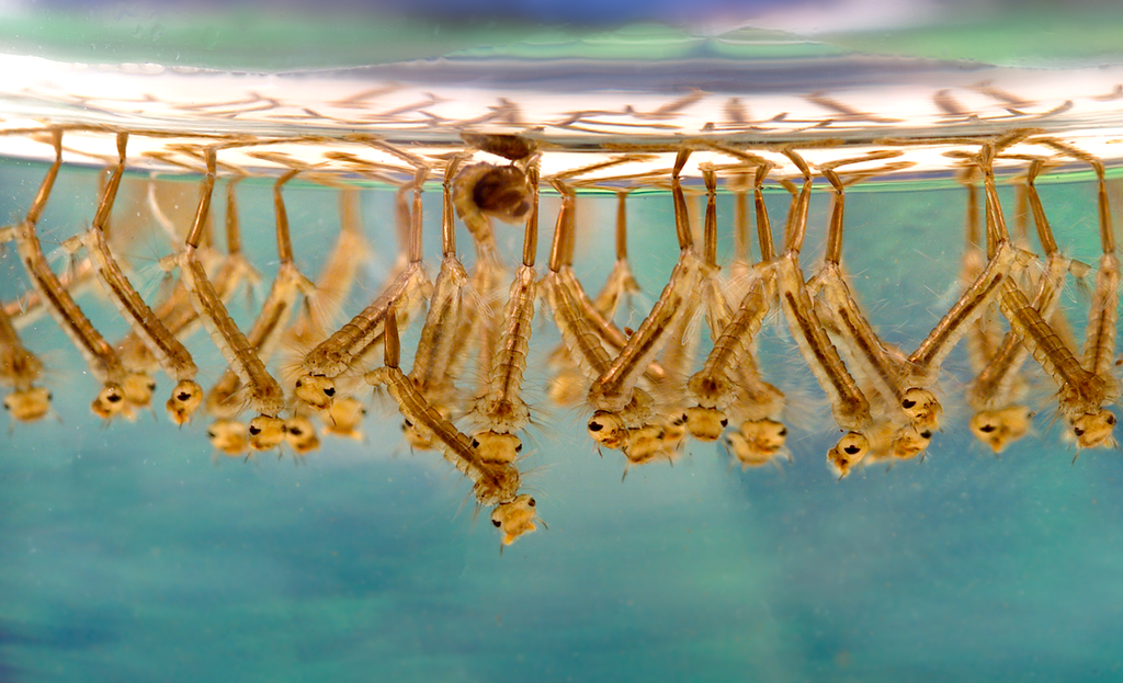 No dejes agua estancada a tu alrededor, que se te comerán los mosquitos